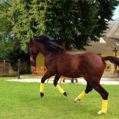 L’un des maîtres des lieux vous accueille dans la cour d’honneur.