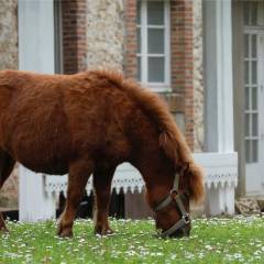 Le poney, un autre habitant qui viendra parfois vous saluer.