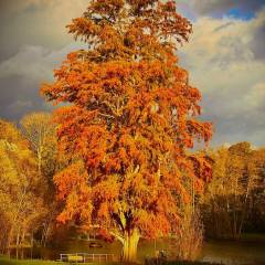 Château de Vaugrigneuse