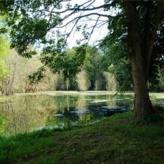 L’étang à l’ombre des grands arbres séculaires.
