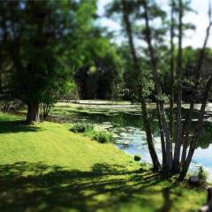 L’étang de Vaugrigneuse